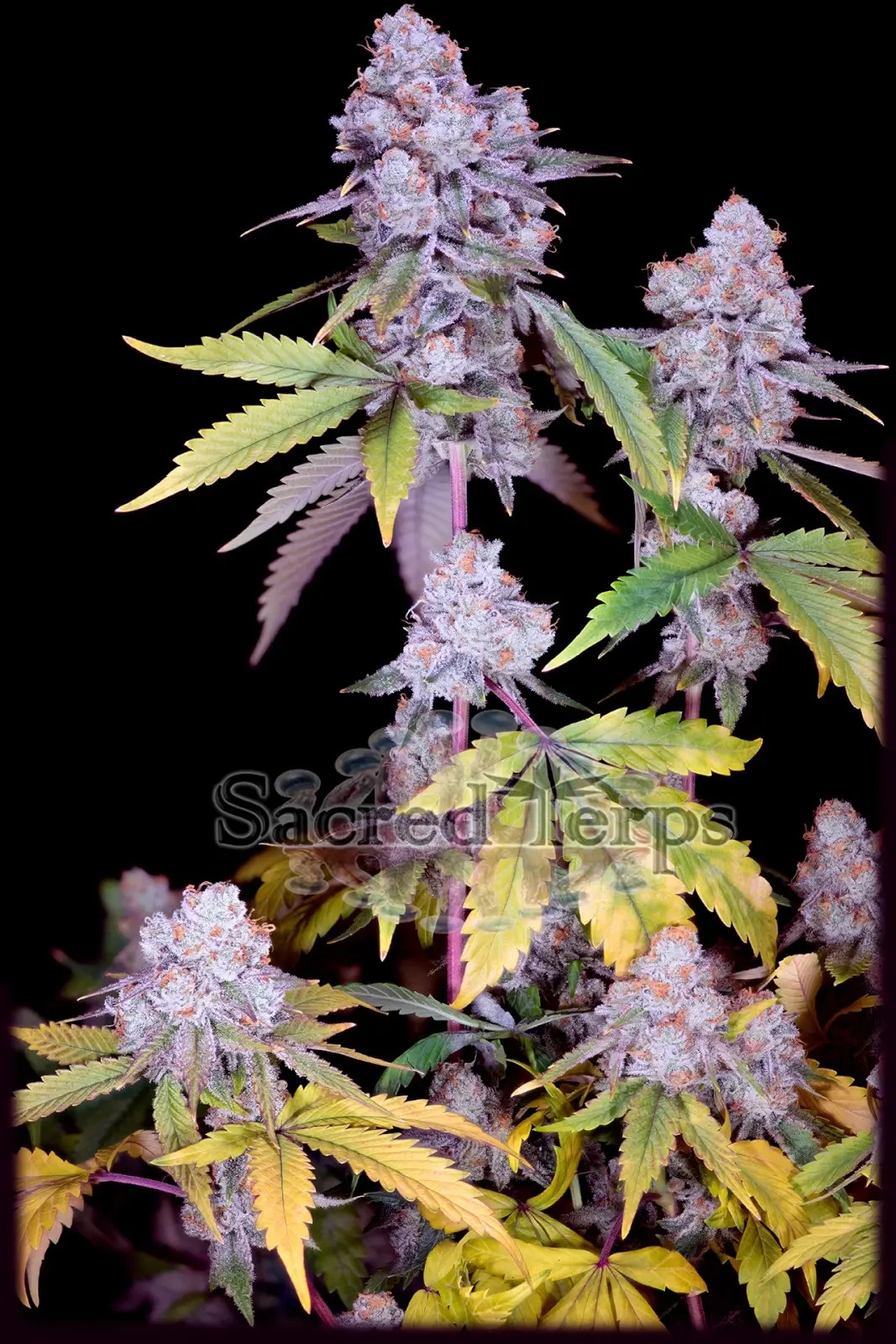 Chimera #3 Feminized by Sacred Terps