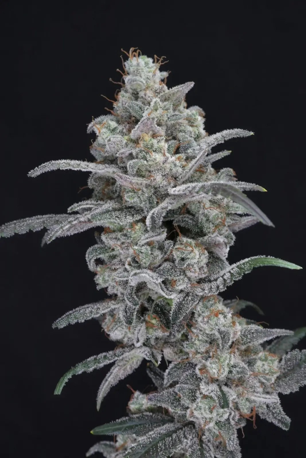 Chimera Crasher Feminized by Pure Instinto