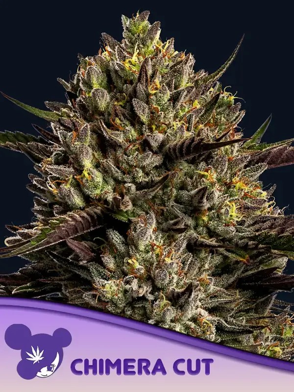 Chimera Cut Feminized by Anesia Seeds