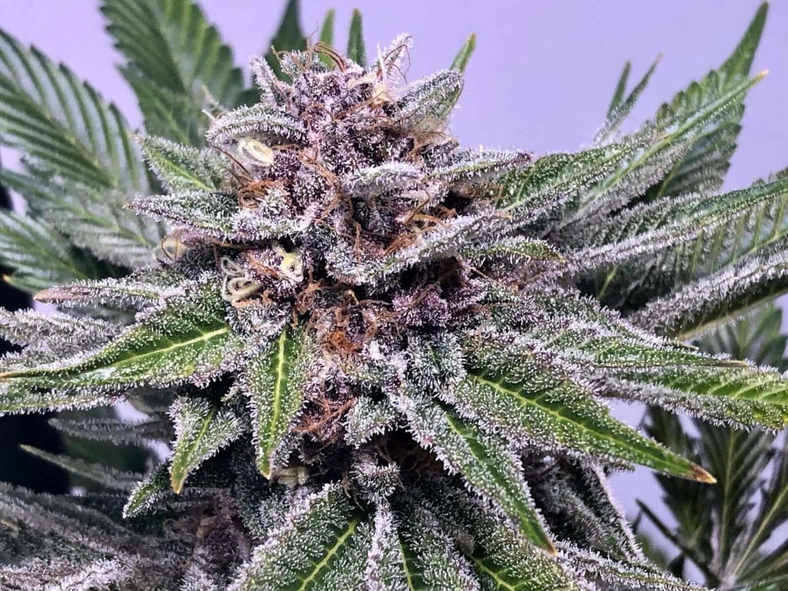 Chiroptera Kush Feminized by TGA Mz Jill Genetics