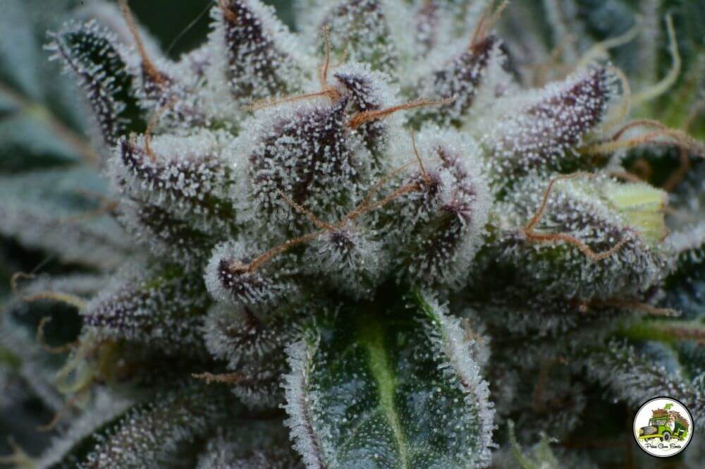Choco Cookies Feminized by Paisa Seeds