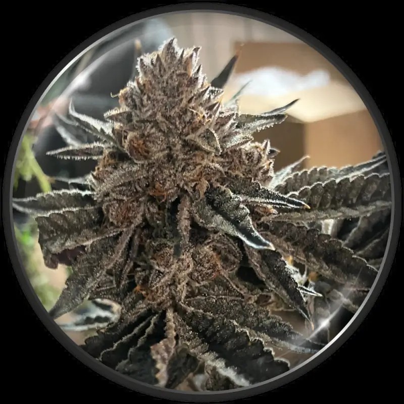 ChocoGas Feminized by Medical Seeds