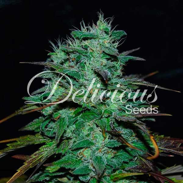 Chocobang Feminized by Delicious Seeds