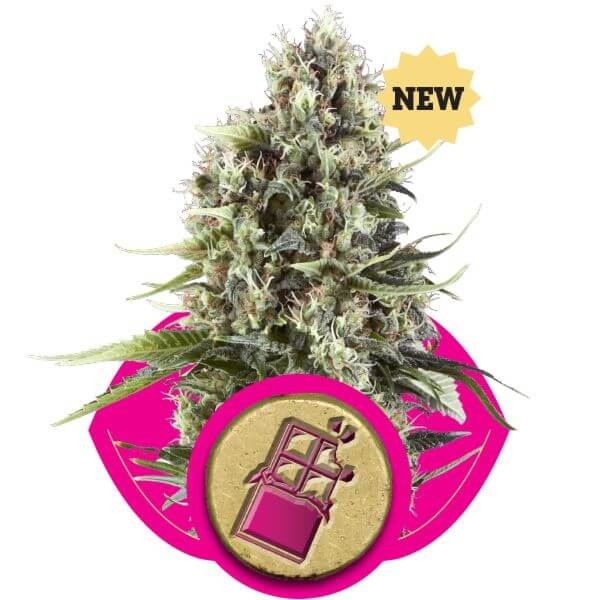Chocolate Haze Feminized by Royal Queen Seeds