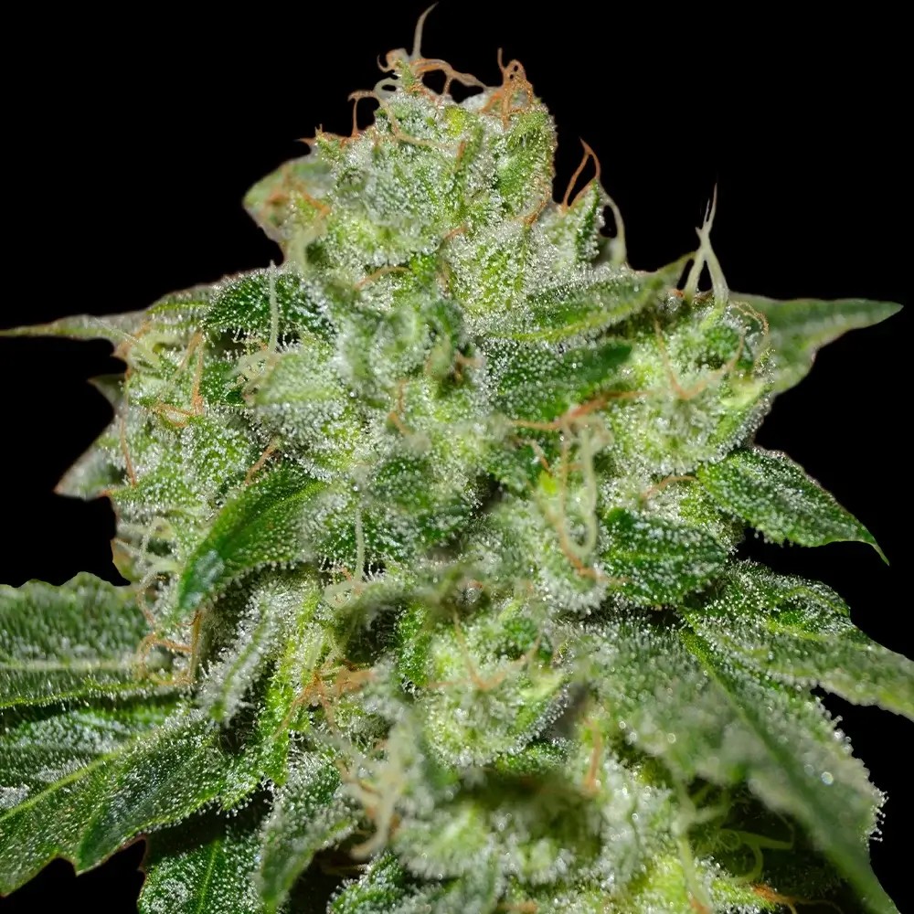 Chocolate Heaven Feminized by G13 Labs