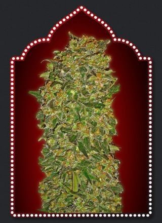 Chocolate Kush Feminized by 00 Seeds Bank