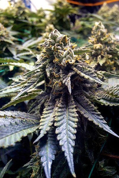 Chocolate Mint OG 2.0 Feminized by Humboldt Seed Organization