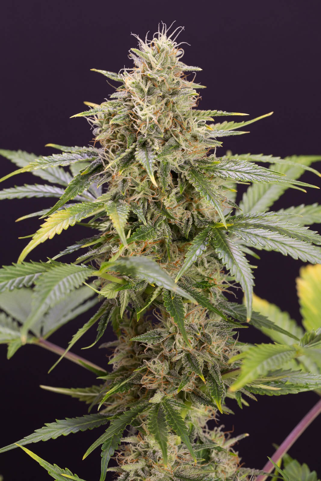 Chocolate Mint Og Auto Autoflower by Humboldt Seed Organization