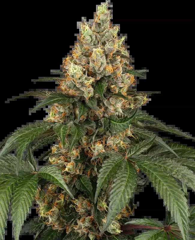 Chocolate Rainbow XXL Feminized by Sensi Seeds