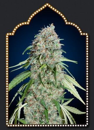 Chocolate Skunk CBD Feminized by 00 Seeds Bank