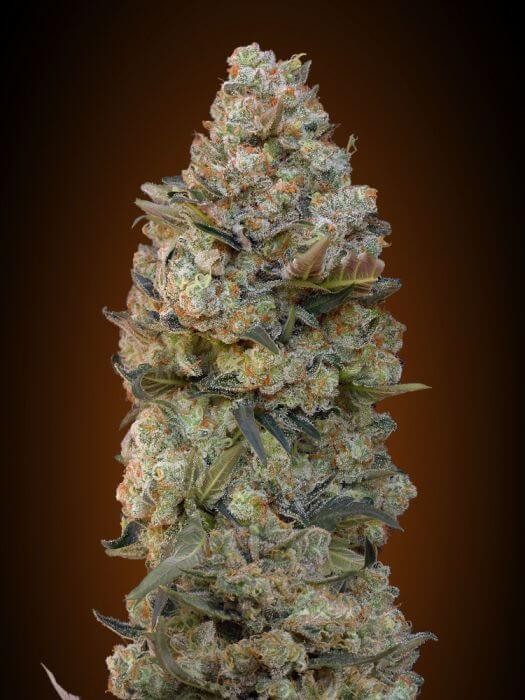 Chocolate Skunk Feminized by 00 Seeds Bank