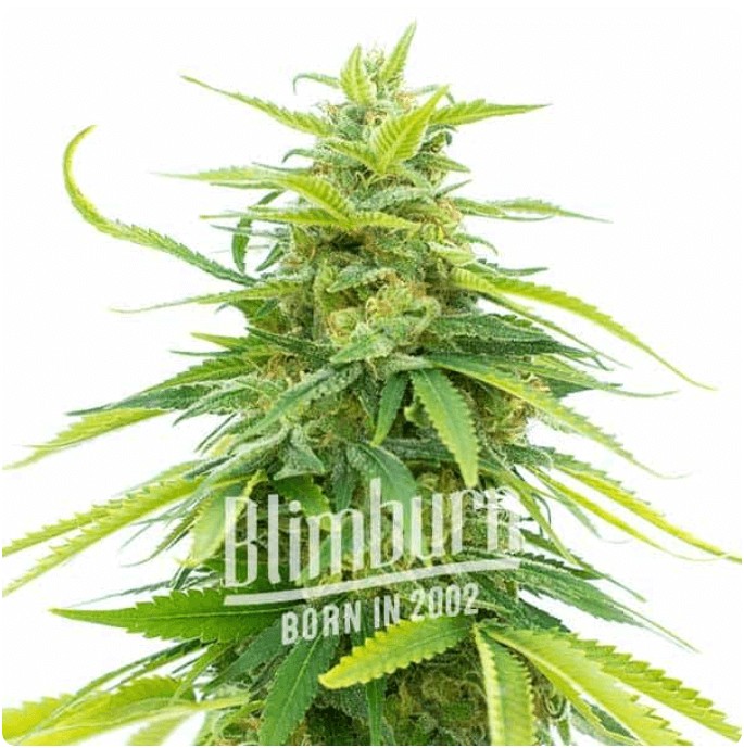 Chocolate Thai Feminized by Blimburn Seeds