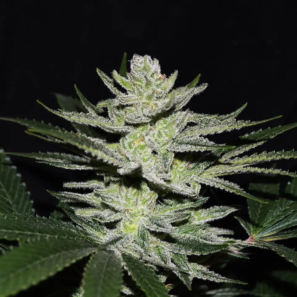 Chocolate Thai OG Feminized by World of Seeds
