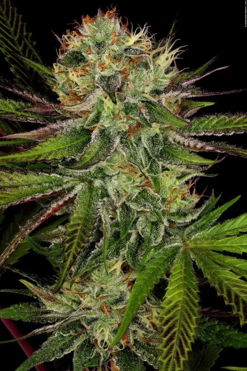 Chocolate Wafflez Feminized by Paradise Seeds