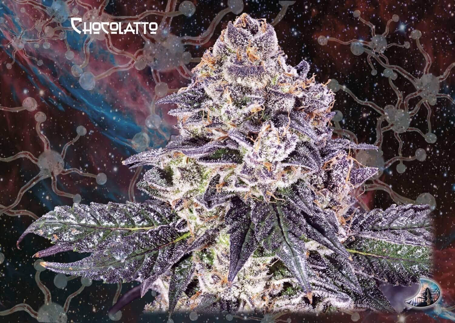 Chocolatto Auto Autoflower by Nemeseeds