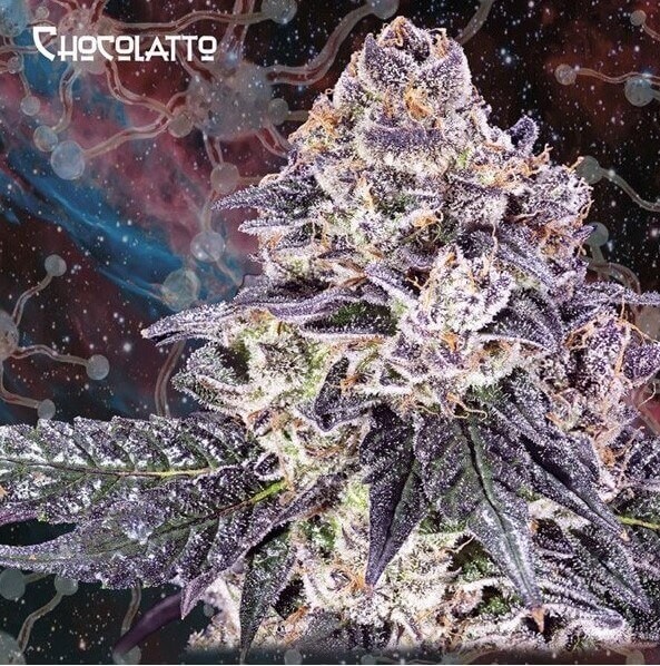 Chocolatto Feminized by Nemeseeds