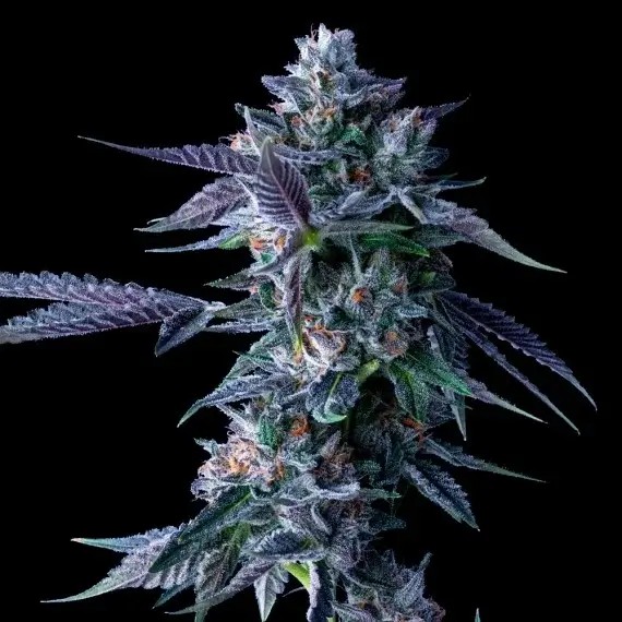 Chocolope Feminized by DNA Genetics