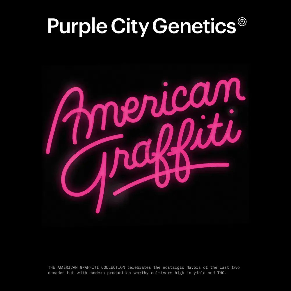 Chomsky Feminized by Purple City Genetics