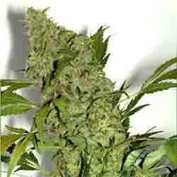 Chronic Feminized by Serious Seeds