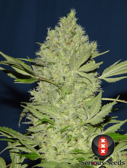 Chronic Regular by Serious Seeds