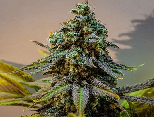 Cinderella 99 Reg Regular by Brothers Grimm Seeds