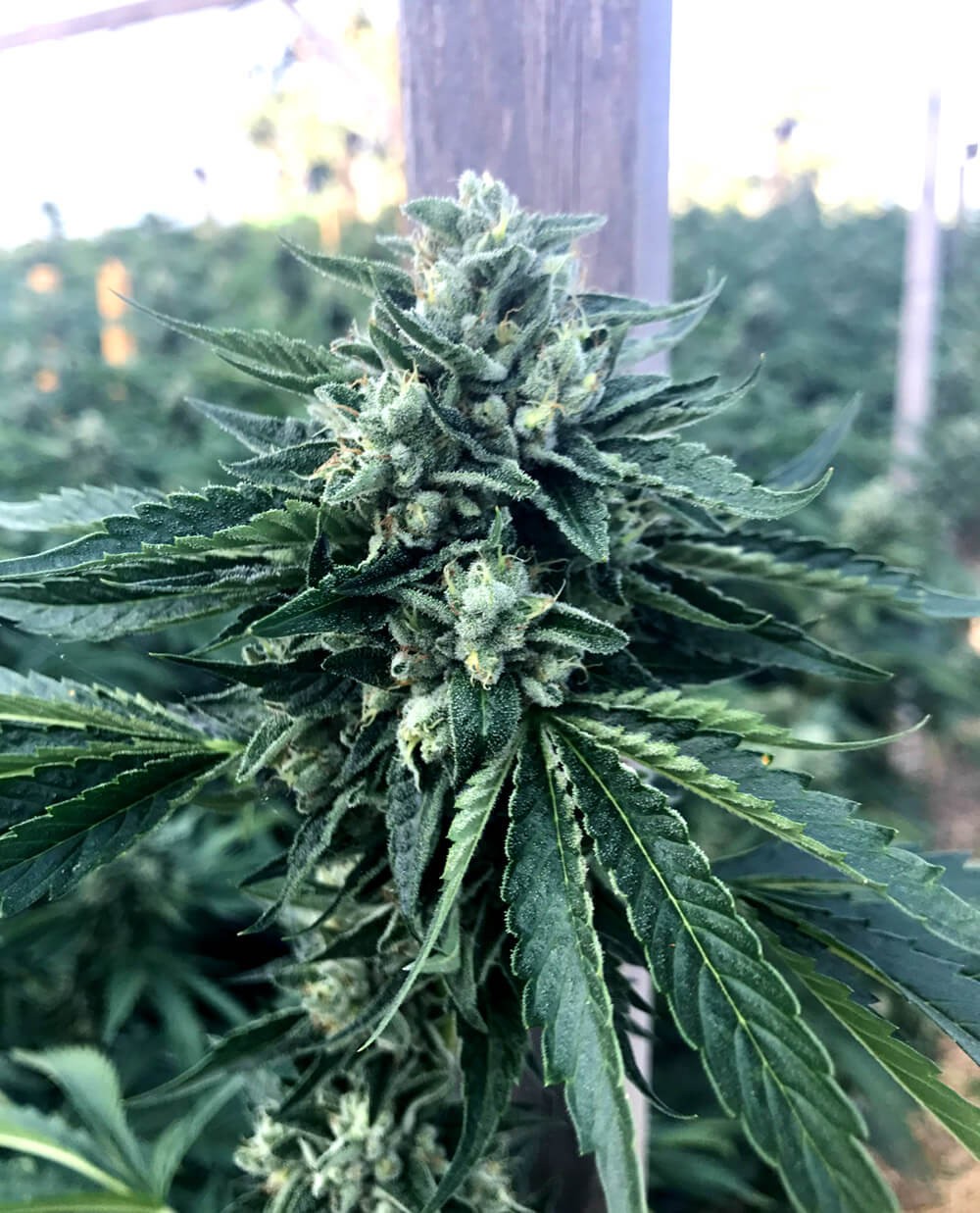 Cinnamon Buddha OG Feminized by Humboldt Seed Organization