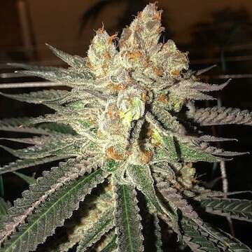 Citral Flo Bx1 Regular by Ethos Genetics