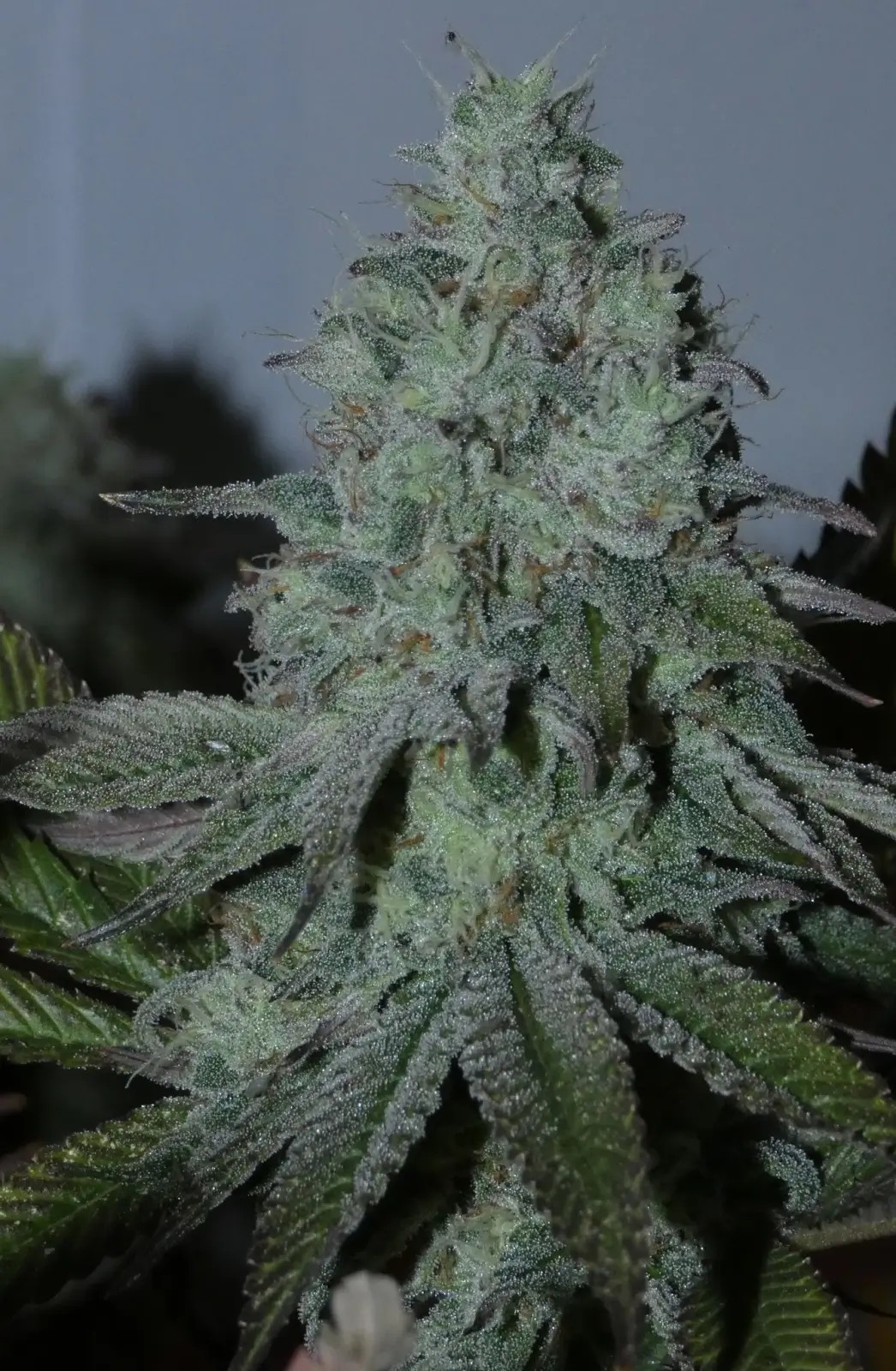 Citrus Hashquake Feminized by Bask Triangle Farms