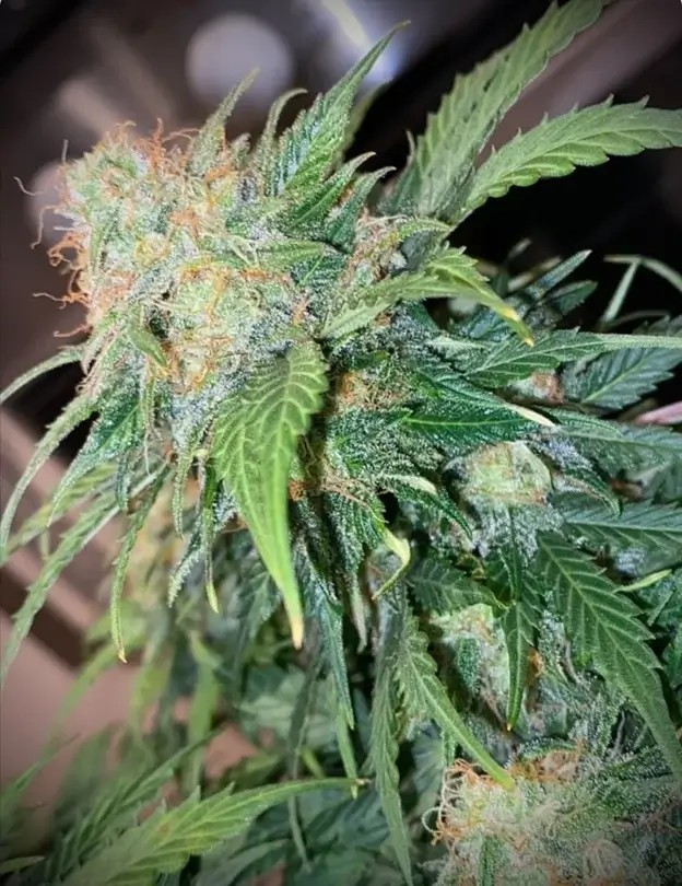 Clementine Dream Auto Autoflower by Pure Instinto
