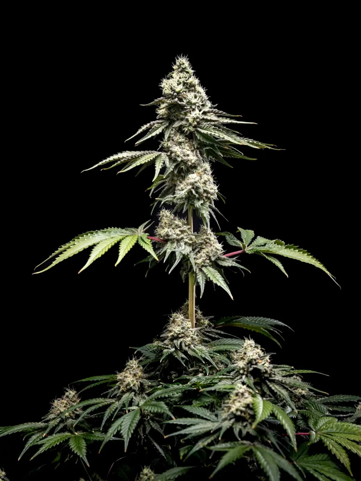 Clementine Slush Feminized by World Breeders