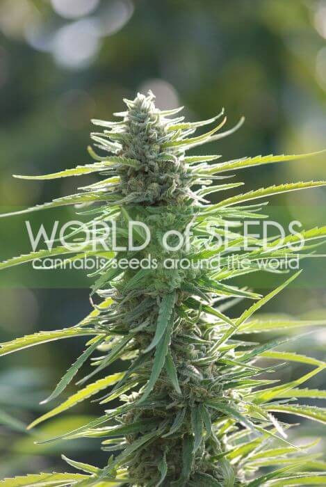 Colombian Gold Feminized by World of Seeds