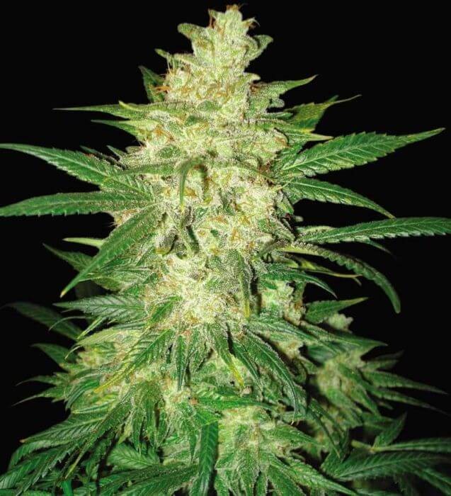 Colombian Gold Ryder (Sweet Coffee Ryder) Autoflower by World of Seeds