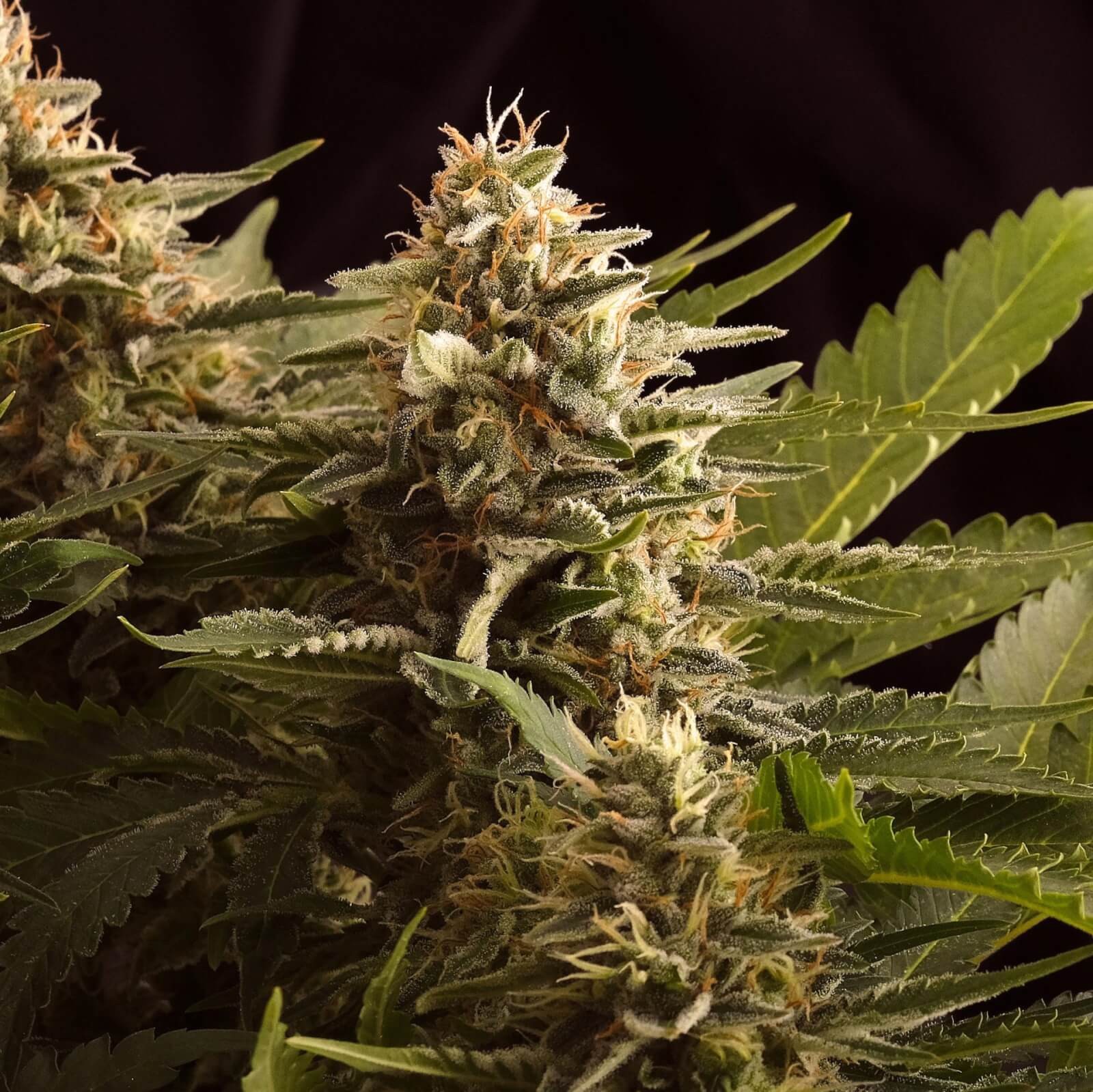 Colombian Jack Feminized by Kannabia