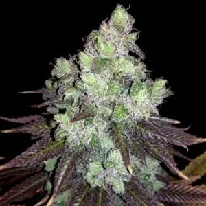 Colombian Thai Regular by cannapot