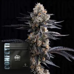 Confetti Feminized by Doja Pak