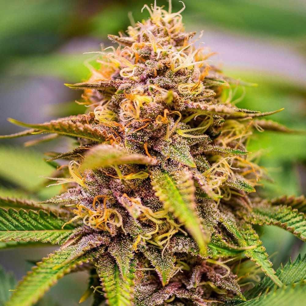 Conscious Kush V3 Feminized by Conscious Genetics