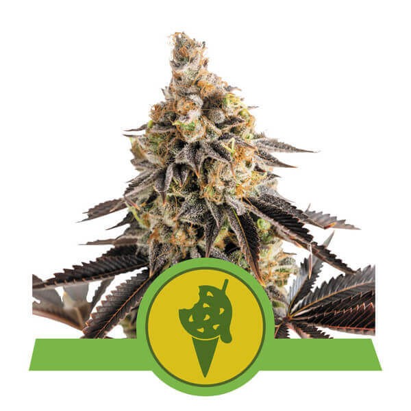 Cookies Gelato Automatic Autoflower by Royal Queen Seeds
