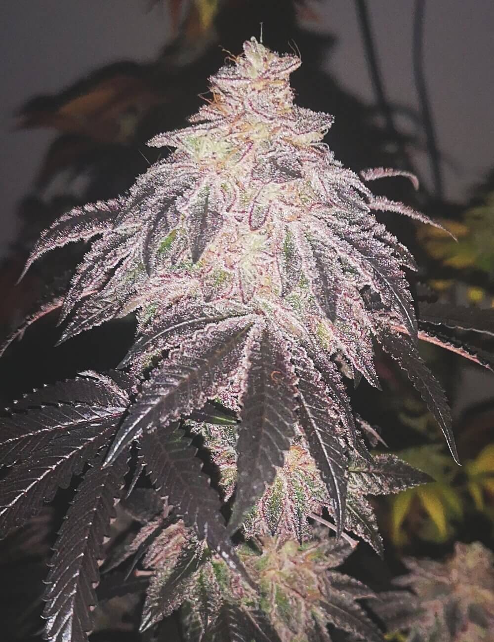 Cookies Sherbert Auto Autoflower by Medical Seeds