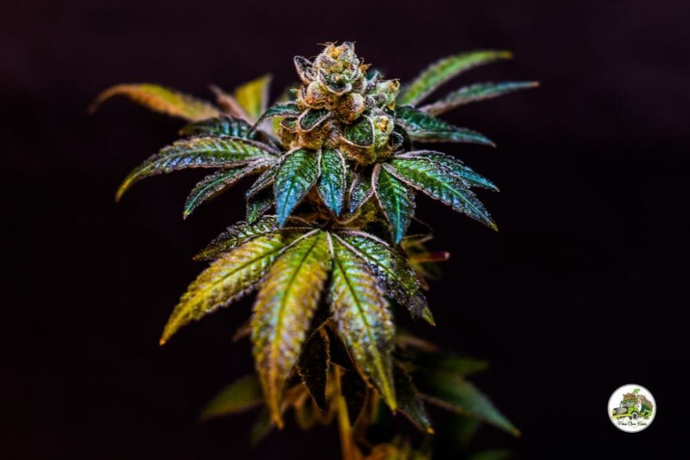 Cookies and Weed Feminized by Paisa Seeds