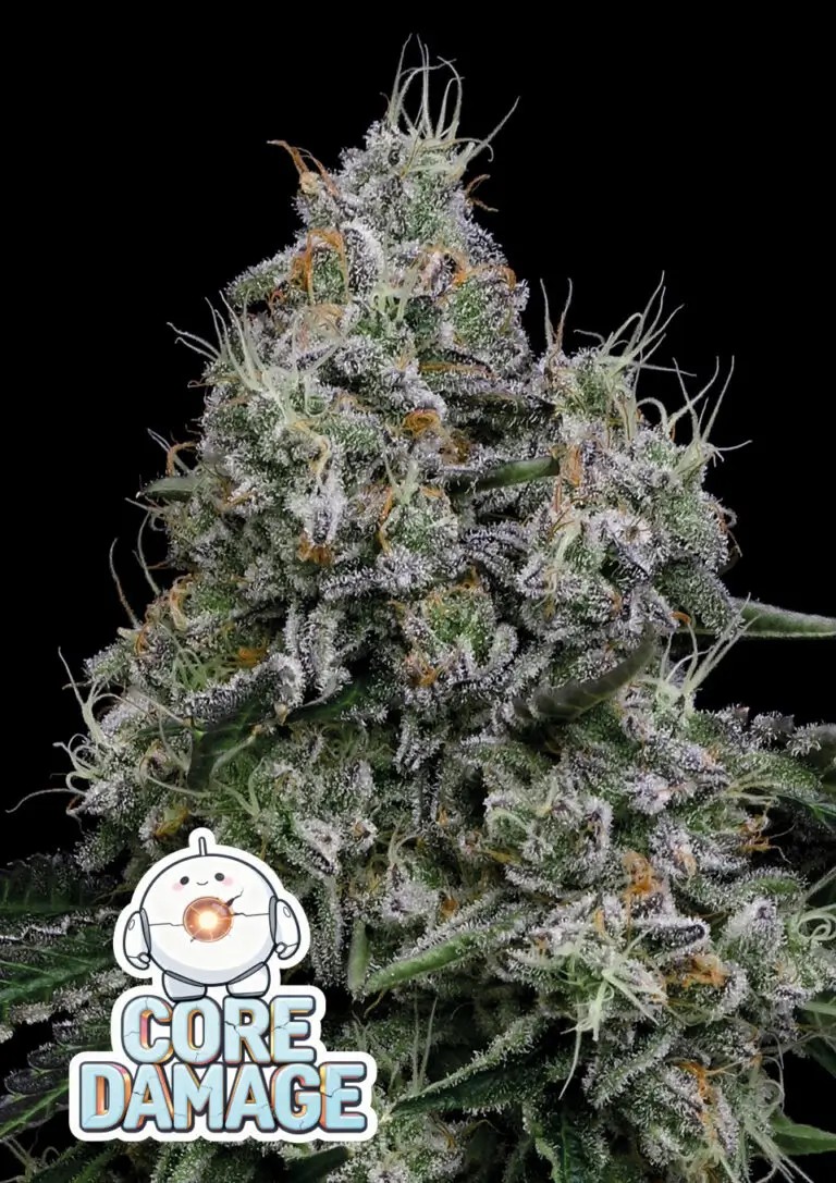 Core Damage Feminized by Anesia Seeds