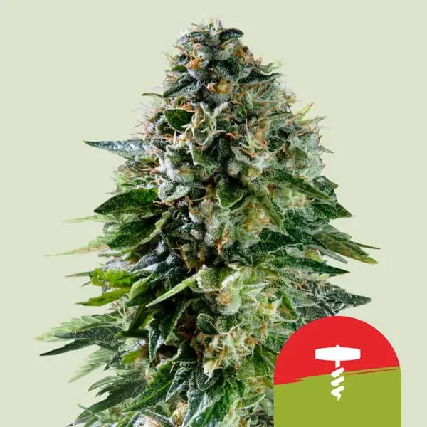 Corkscrew Auto - Tyson 2.0 Autoflower by Royal Queen Seeds