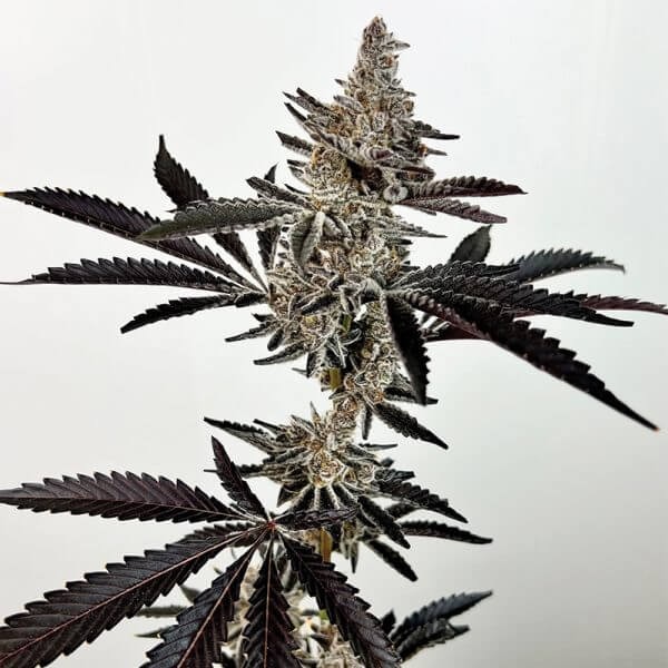 Cosmic 22 Feminized by Exotic Genetix