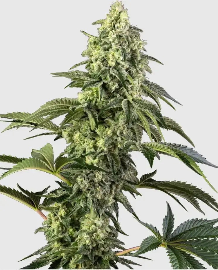 Cosmic Kiss Feminized by Sensi Seeds