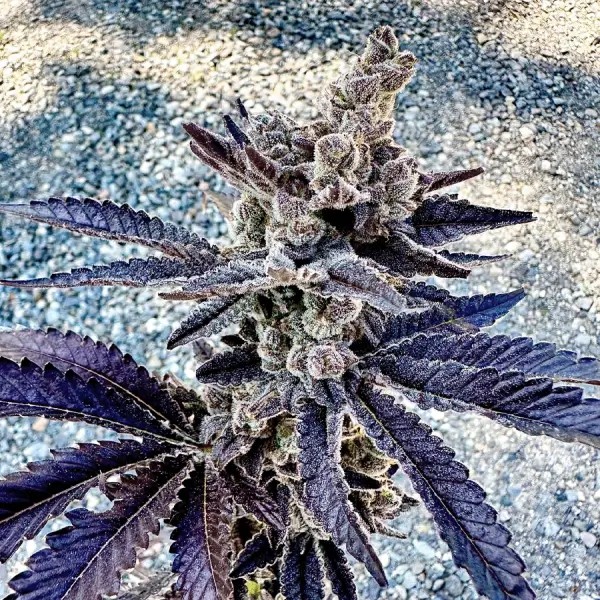 Cosmopolis Feminized by Exotic Genetix