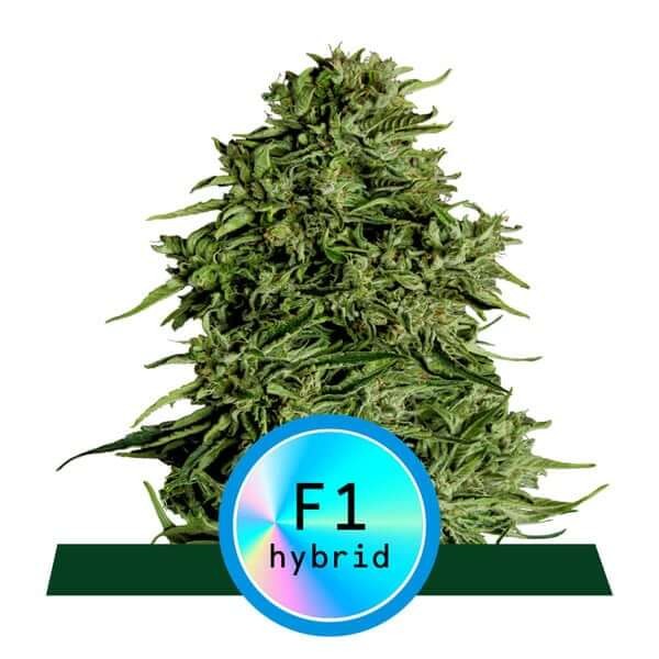 Cosmos F1 Auto CBD Autoflower by Royal Queen Seeds