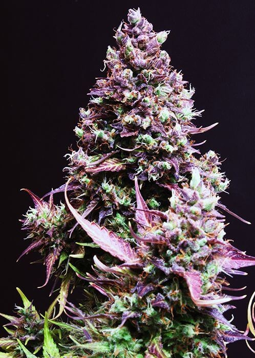 Cream Caramel Auto Autoflower by Sweet Seeds
