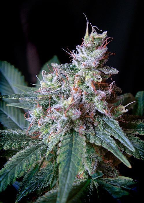 Cream Caramel F1 Fast Version Feminized by Sweet Seeds
