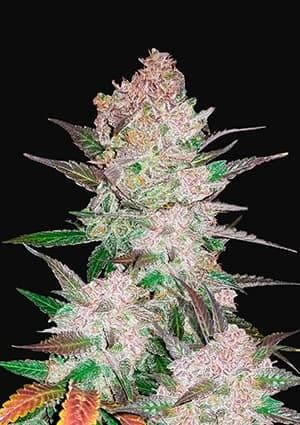 Cream Cookies Auto Autoflower by Fast Buds