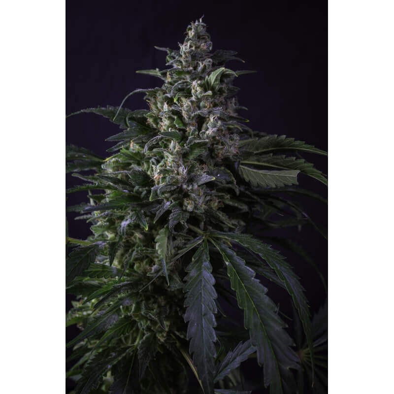 Creeper Regular by Super Sativa Seed Club