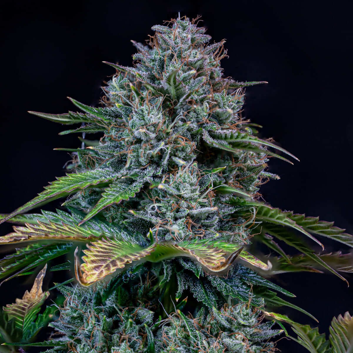 Creme de la Chem Auto Autoflower by Mephisto Genetics